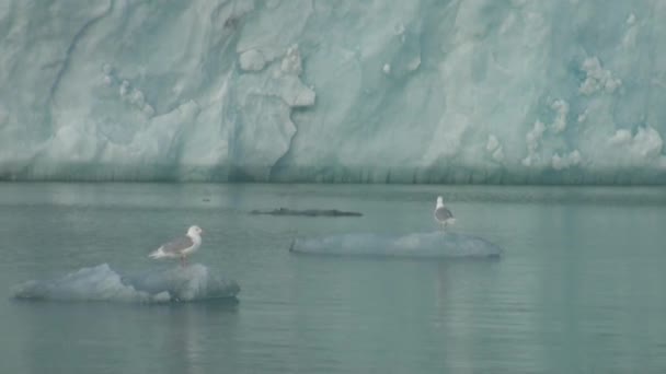 Морские горы и большие айсберги, отражающие воду . — стоковое видео