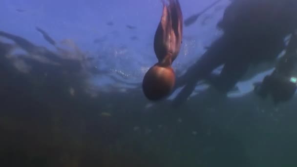 Grande polvo no fundo do mar de pedra em busca de comida . — Vídeo de Stock