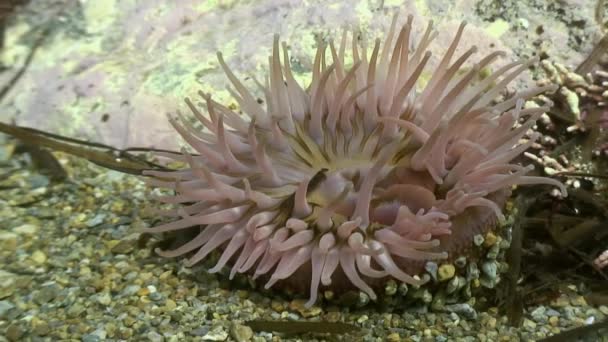 Deniz anemone actinia bir taş katta. — Stok video