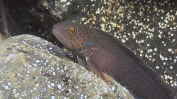 A small fish among the rocks on the seabed. — Stock Video