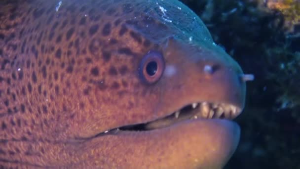 Moray węgorzy w coral reef. Bliska strzał. Malediwy. — Wideo stockowe