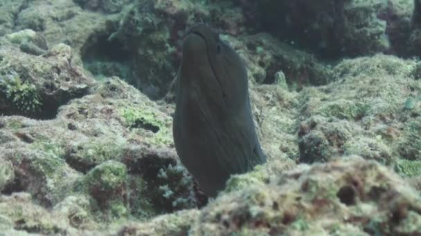 在珊瑚礁中的海鳝。近摄镜头。马尔代夫. — 图库视频影像