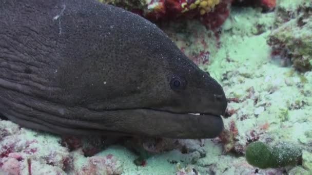 Moray anguille dans le récif corallien. Plan rapproché. Pays-Bas . — Video