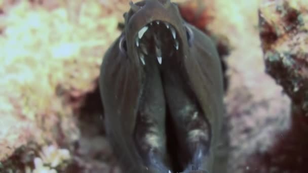Moray ål i korallrev. Nära upp skott. Maldiverna. — Stockvideo