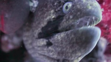 Müren balığı mercan içinde. Atış kapatın. Maldivler.