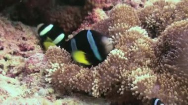 Anemonlar ve palyaço balığı. Yakın Çekim. Maldivler.