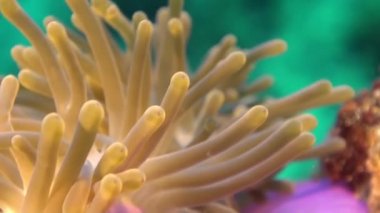 Anemonlar ve palyaço balığı. Yakın Çekim. Maldivler.