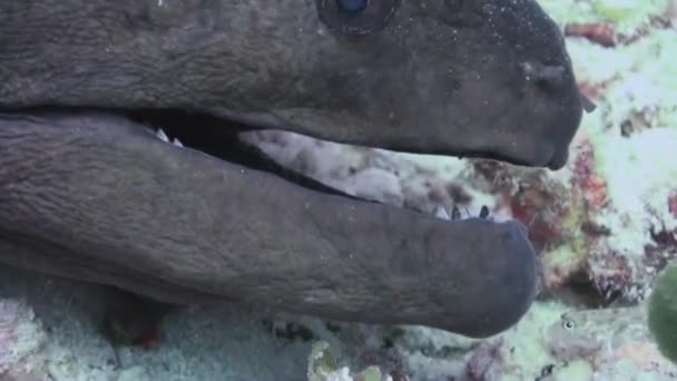 Moray ål i korallrev. Nära upp skott. Maldiverna. — Stockvideo