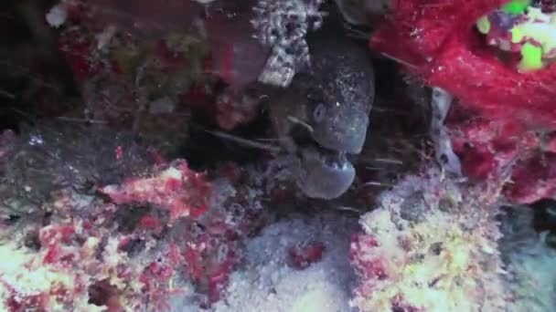 Moray Eel en el arrecife de coral. Primer plano Shot. Maldivas . — Vídeos de Stock