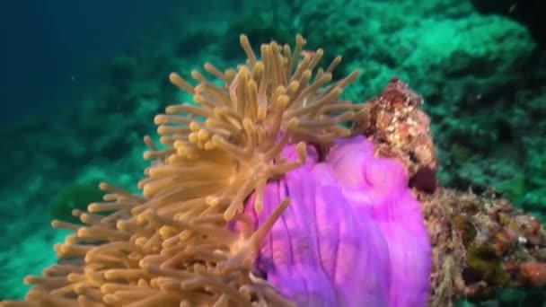 Anemoner och clown fisk. Närbild skott. Maldiverna. — Stockvideo