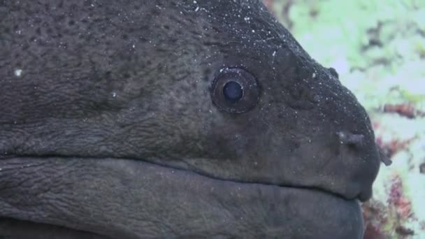 Moray Eel in coral reef. Close Up Shot. Maldives. — Stock Video