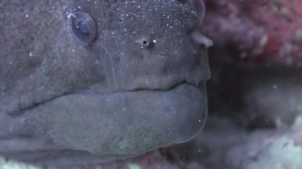 Moray anguille dans le récif corallien. Plan rapproché. Pays-Bas . — Video