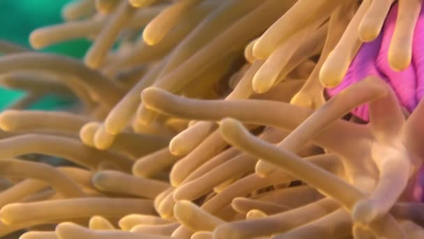 Anemones and clown fish. Close Up Shot. Maldives. — Stock Video