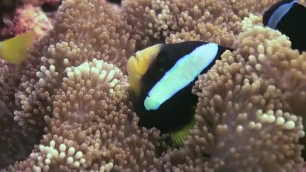 Anemonen und Clownfische. Nahaufnahme. Malediven. — Stockvideo