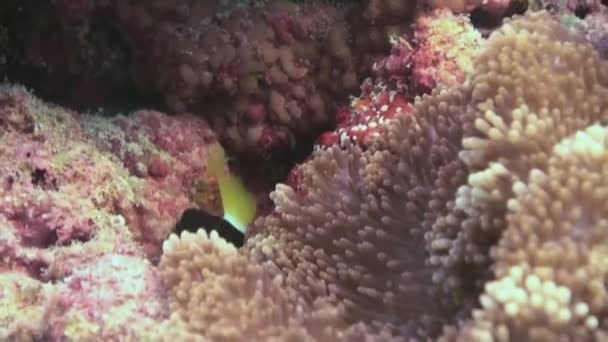 Anemonen und Clownfische. Nahaufnahme. Malediven. — Stockvideo