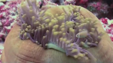 Anemonlar ve palyaço balığı. Yakın Çekim. Maldivler.