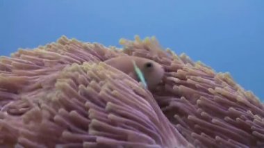 Anemonlar ve palyaço balığı. Yakın Çekim. Maldivler.