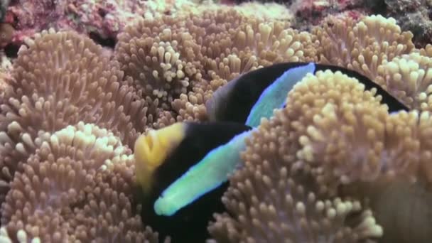 Anemoni e pesci pagliaccio. Colpo ravvicinato. Maldive . — Video Stock