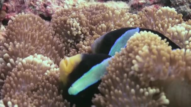 Anemones and clown fish. Close Up Shot. Maldives. — Stock Video