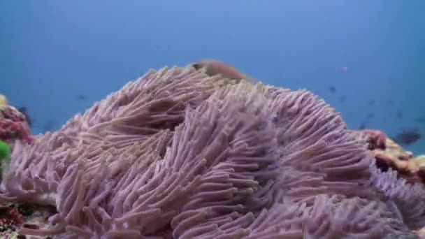 Anemonen en clown vissen. Close-up opname. Maldiven. — Stockvideo