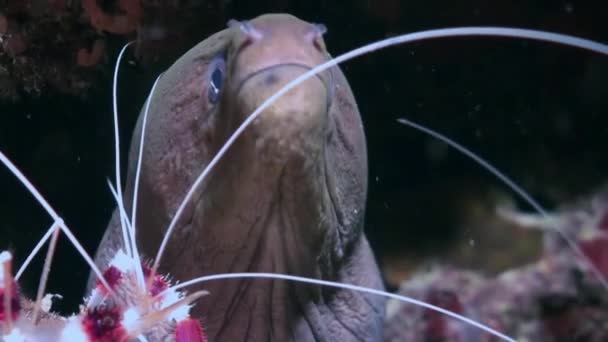 Moray and cleaner shrimp. Close Up Shot. Maldives. — 비디오