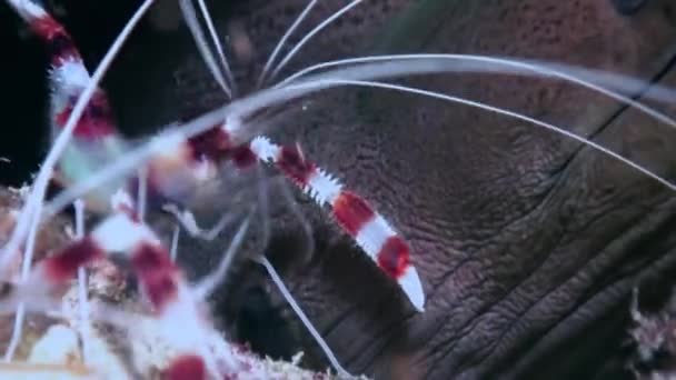 Moray and cleaner shrimp. Close Up Shot. Maldives. — Stock Video