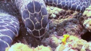 Hawksbill deniz kaplumbağası mercan resif üzerinde yemek Yüzme