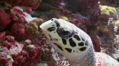 Hawksbill deniz kaplumbağası mercan resif üzerinde yemek Yüzme
