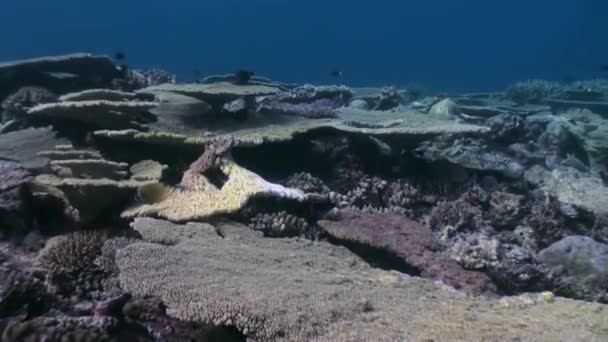 サンゴ礁の水中風景。モルディブ. — ストック動画