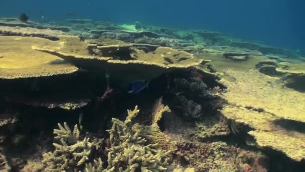 Underwater landscape of coral reef. Maldives. — Stock Video