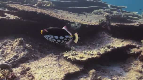 Paesaggio subacqueo di barriera corallina. Maldive. — Video Stock