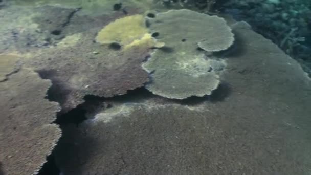 Podvodní krajina korálových útesů. Maledivy. — Stock video