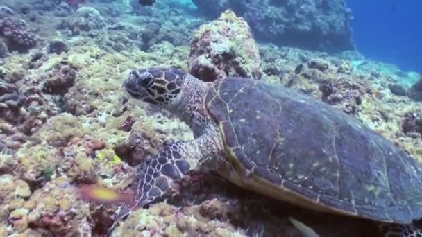 Tortuga carey nadando comiendo en arrecife de coral — Vídeos de Stock