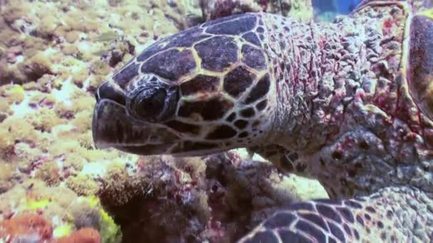 Tortuga carey nadando comiendo en arrecife de coral — Vídeo de stock