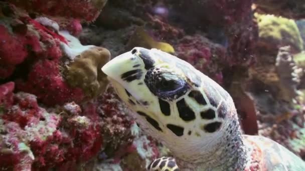 Tortuga carey nadando comiendo en arrecife de coral — Vídeo de stock