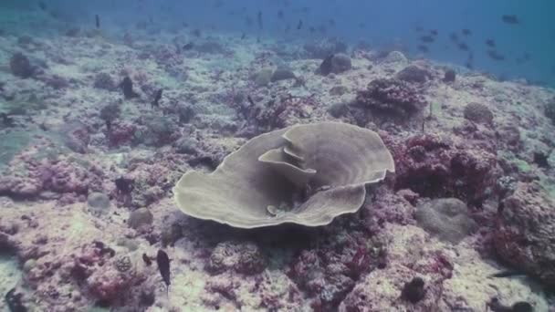Unterwasserlandschaft des Korallenriffs. Malediven. — Stockvideo