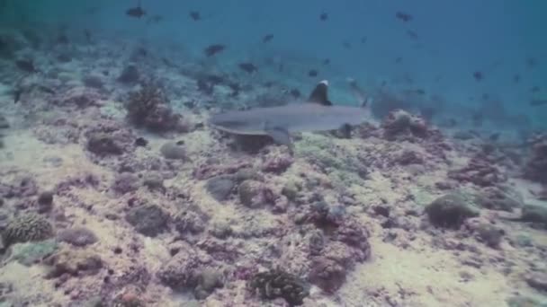 Paesaggio subacqueo di barriera corallina. Maldive. — Video Stock