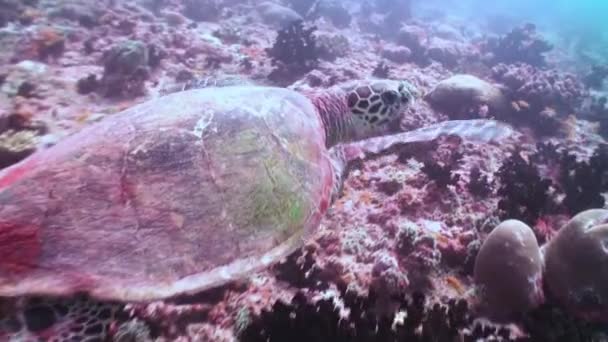 Mercan resiflerinin sualtı manzarası. Maldivler. — Stok video