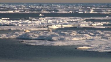 Anne kutup ayısı ve yavrusunu soğuk buz parçası üzerinde.