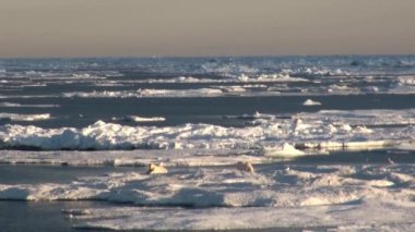Anne kutup ayısı ve yavrusunu soğuk buz parçası üzerinde.