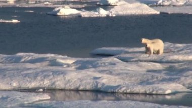 Anne kutup ayısı ve yavrusunu soğuk buz parçası üzerinde.