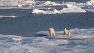 Anne kutup ayısı ve yavrusunu soğuk buz parçası üzerinde.