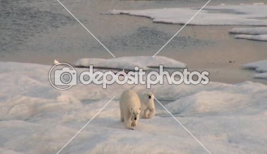 Anne kutup ayısı ve yavrusunu soğuk buz parçası üzerinde.