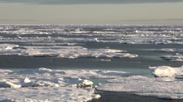 Mãe urso polar e seu filhote no gelo frio floe . — Vídeo de Stock