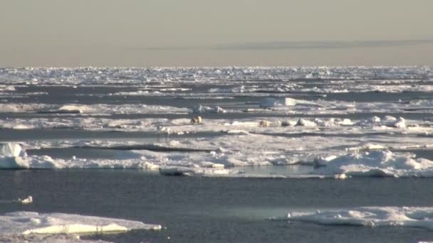 Mãe urso polar e seu filhote no gelo frio floe . — Vídeo de Stock