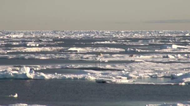 Mãe urso polar e seu filhote no gelo frio floe . — Vídeo de Stock