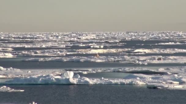 Madre orso polare e il suo cucciolo su un ghiacciolo freddo . — Video Stock