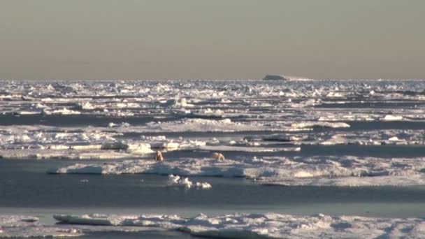 Mãe urso polar e seu filhote no gelo frio floe . — Vídeo de Stock