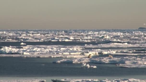 Eisbärenmutter und ihr Junges auf kalter Eisscholle. — Stockvideo