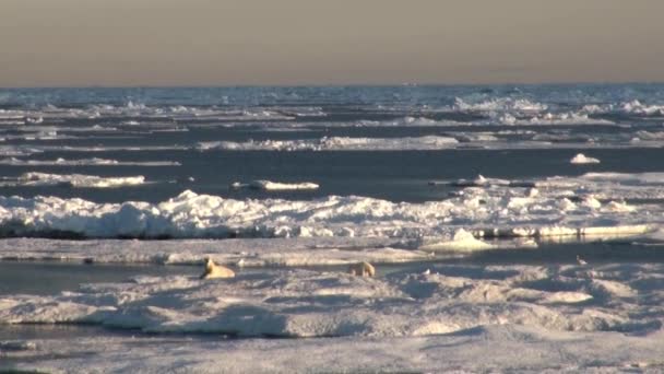 Matka niedźwiedź polarny i jej cub na zimno krze. — Wideo stockowe